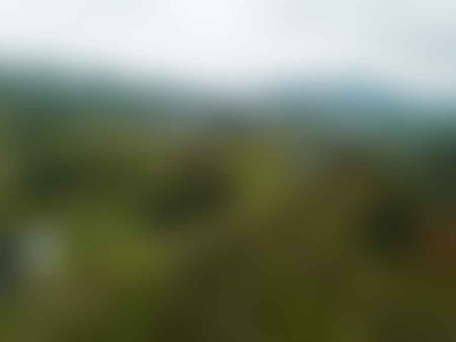 Aerial view of lush green tea fields in Kyoto